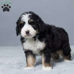 Donald/Mini Bernedoodle									Puppy/Male	/10 Weeks,Meet Donald, our sweet Mini Bernedoodle boy with a heart full of love! Raised with our family, he’s used to kids, cuddles, and lots of playtime. Donald is vet checked, microchipped, and up to date on his vaccines and dewormer—he’s happy, healthy, and ready to join your home. Whether it’s snuggling on the couch or running around the yard, Donald is always ready to be by your side. He’s just waiting to meet his forever family!