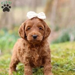 Lucy/Cockapoo									Puppy/Female	/8 Weeks,Meet Lucy, the most adorable and outgoing Cockapoo puppy you’ll ever meet! She’s the perfect blend of playful energy and sweet affection. The Poodle in her makes her incredibly smart and eager to learn—she picks up new tricks in no time and loves showing off her skills. Her Cocker Spaniel side brings a loving, people-focused personality, making her the ultimate cuddle buddy and constant companion. With her soft, hypoallergenic coat that sheds very little, Lucy is a great choice for families or individuals with allergies. Whether she’s strutting her stuff on a walk, chasing toys with enthusiasm, or curling up for a cozy snuggle, she fills every moment with sunshine and joy!