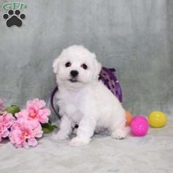 Quade/Bichon Frise									Puppy/Male	/12 Weeks,Here comes a playful AKC Bichon Frise puppy who is already started on potty training and crate training!  This pup will be small as an adult since the parents were only 10lbs-12lbs. This cutie is born to parents who are Genetically Tested for breed specific hereditary issues recommended by Embark Vet and their results show that this litter of puppies will not have any issues that will adversely affect their health. While other Bichons may suffer from health issues as they age, this pup has no predispositions to Bichon health concerns that will adversely affect their health!  Each pup in this litter is up to date on shots and dewormer and vet checked and well socialized with children, teens, adults, and other puppies! We offer the option for  a 1 Year Genetic Health Guarantee! This puppy can have limited AKC or ACA papers and be microchipped for an extra fee!
