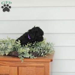 Mable/Teddy Bear									Puppy/Female	/8 Weeks,Meet our adorable Shi-poo puppies, they are part of the Teddy Bear line. These puppies are quite sweet and exceptionally cuddly! They are played with daily by our children and the puppies do well around young children.