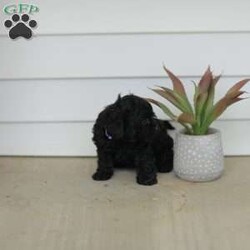 Mable/Teddy Bear									Puppy/Female	/8 Weeks,Meet our adorable Shi-poo puppies, they are part of the Teddy Bear line. These puppies are quite sweet and exceptionally cuddly! They are played with daily by our children and the puppies do well around young children.