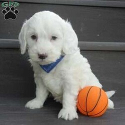 Parker/Mini Goldendoodle									Puppy/Male	/7 Weeks,Prepare to fall in love! My name is Parker and I’m the sweetest F1b mini goldendoodle! One look into my warm, loving eyes and at my super soft fluffy coat and I’ll be sure to have captured your heart already! I’m very happy, playful and very kid friendly and I would love to fill your home with all my puppy love!! I have a very sweet personality, and I love giving kisses. I stand out above the rest with my sweet, loving personality and my beautiful white coat! I will come to you vet checked and up to date on all vaccinations and dewormings . I come with a 1-year guarantee with the option of extending it to a 3-year guarantee and shipping is available! My mother is Sophie, our sweet F1 mini Goldendoodle weighing 38# and my father is Zeke, a 10# mini Poodle and he is genetic tested clear! Both of my parents are very sweet and kid friendly which will make me the same!! I will grow to approx. 18-25# and I will be hypoallergenic and non shedding!!!… Why wait when you know I’m the one for you? Call or text Martha to make me the newest addition to your family and get ready to spend a lifetime of tail wagging fun with me! (7% sales tax on in home pickups)