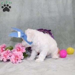 Quade/Bichon Frise									Puppy/Male	/12 Weeks,Here comes a playful AKC Bichon Frise puppy who is already started on potty training and crate training!  This pup will be small as an adult since the parents were only 10lbs-12lbs. This cutie is born to parents who are Genetically Tested for breed specific hereditary issues recommended by Embark Vet and their results show that this litter of puppies will not have any issues that will adversely affect their health. While other Bichons may suffer from health issues as they age, this pup has no predispositions to Bichon health concerns that will adversely affect their health!  Each pup in this litter is up to date on shots and dewormer and vet checked and well socialized with children, teens, adults, and other puppies! We offer the option for  a 1 Year Genetic Health Guarantee! This puppy can have limited AKC or ACA papers and be microchipped for an extra fee!