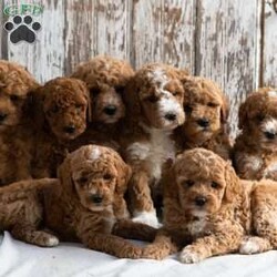 Oscar/Mini Goldendoodle									Puppy/Male	/6 Weeks,Looking for a sweet and cuddly puppy to bring joy to your life? Then look no further! The generation of this puppy is f1bb. Family raised, up to date on shots and dewormer, and comes with a 1 year genetic health guarantee. He’s socialized with our children, who help care for the puppies!! He comes with a small bag of food, blanket, toy and a collar. Give us a call today! We’re open Monday-Saturday 8-8 and closed on Sundays. Sunday messages will be returned on Monday. Country Echoes Kennel,  Raymond Lapp Sunbury Pa 17801 Pa Kennel License #17927