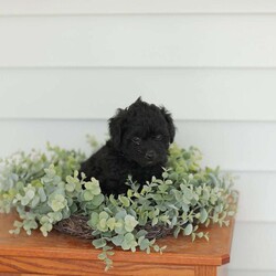 Mable/Teddy Bear									Puppy/Female	/8 Weeks,Meet our adorable Shi-poo puppies, they are part of the Teddy Bear line. These puppies are quite sweet and exceptionally cuddly! They are played with daily by our children and the puppies do well around young children.