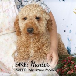 Buddy/Cockapoo									Puppy/Male	/March 10th, 2025,Buddy is a red male Cockapoo puppy with a bit of white on the chest. He is laid back and relaxed, making him a great pup for cuddling! This sweet boy is good with children and enjoys playing with his littermates. You can’t go wrong if you’re looking to add a cuddler to your family.