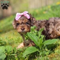 Angel/Cockapoo									Puppy/Female	/7 Weeks,Meet this beautiful Cockapoo puppy, Angel! She is a perfect bundle of joy with a bubbly, playful personality and an irresistibly lush coat. Full of charm and energy, this little one is always ready for an adventure or a cuddle, making every day brighter with tail wags and puppy kisses. With their affectionate nature and cheerful spirit, they’re the perfect companion for families, couples, or anyone looking for a loyal, loving friend. This gorgeous pup is sure to turn heads and steal hearts wherever they go!