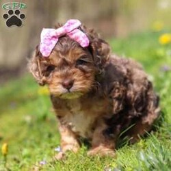 Angel/Cockapoo									Puppy/Female	/7 Weeks,Meet this beautiful Cockapoo puppy, Angel! She is a perfect bundle of joy with a bubbly, playful personality and an irresistibly lush coat. Full of charm and energy, this little one is always ready for an adventure or a cuddle, making every day brighter with tail wags and puppy kisses. With their affectionate nature and cheerful spirit, they’re the perfect companion for families, couples, or anyone looking for a loyal, loving friend. This gorgeous pup is sure to turn heads and steal hearts wherever they go!