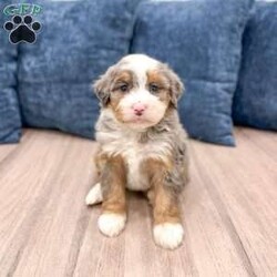 Amelia/Mini Bernedoodle									Puppy/Female	/11 Weeks,Hello there! I’m Amelia, a beautiful Blue Merle Mini Bernedoodle puppy and i would love to come home with you! Amelia is very happy, playful and very well socialized with children! I would love to fill your home with all of my puppy love! I have been vet checked, microchipped and am up to date on vaccinations and dewormings and will come with a one year genetic health guarantee. You’re welcome to stop by and look at these lovely Mini Bernedoodles anytime and see for yourself how much love they get!