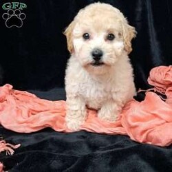 Nova/Bich-Poo									Puppy/Female	/13 Weeks,         Hi, I’m nova just look at my beautiful coat!!  I’m a sweet little tot .. I have an awesome Personality I’m playful I would love to cuddle on your lap ,and go places with you.. I am vet  check by a professional Veterinarian  , I’m up to date on vaccines and dewormer , Also microchipped, My dad weighs 13 pounds.My mom weighs 9.65 pounds .. I would love for you to come meet me , To schedule an appointment please call      