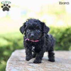 Brandi/Toy Poodle									Puppy/Female	/7 Weeks,Our adorable Toy Poodle puppies are looking for loving forever homes where they can bring joy, companionship, and cuddles! These sweet pups are family-raised with love, ensuring they are well-socialized and used to everyday life, including children .Their playful personalities and affectionate nature make them ideal for both individuals and families alike.