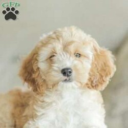 Bo/Cockapoo									Puppy/Male	/11 Weeks,Are you looking for a loveable and cuddly best friend? You will want to meet our family raised Cockapoos! They love to play and cuddle and will make a wonderful addition to your home. These puppies will be ready to go home on April 17th!