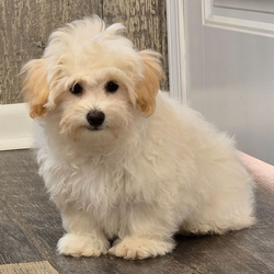 Zipper/Maltipoo/Male/18 weeks