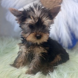 Adopt a dog:Jacob/Yorkshire Terrier/Male/10 weeks,Hi, I'm Jacob! I'm a 10-week-old male Yorkshire Terrier with a beautiful black & tan coat, born on February 27, which makes me a Pisces sign. I'll be ready to go home to my forever family after April 24, once I'm grown enough to leave my litter. When I reach my adult size, I should weigh between 7–10 lbs. I'm APRI registered. With me you'll have the time of your life and feel a love like never before.