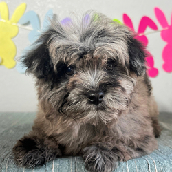 Cyrus/Maltipoo/Male/13 weeks