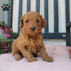 Abigail/Mini Goldendoodle									Puppy/Female	/7 Weeks,Curls, kisses, wiggles, and puppy breath… These Mini Goldendoodles have it all! The mother Angie is a Miniature Goldendoodle and the father Johnny Boy is a Miniature Poodle so this pup would be the perfect fit for an allergy sufferer or family who wants a puppy who won’t shed! Each puppy comes up to date on shots and dewormer and is vet checked. The breeder has ensured that the puppies are well socialized as well! If you would like to learn more about how you can add this cutie pie to your home contact the King Family today! 