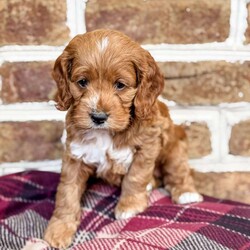 Rory/Cockapoo									Puppy/Female	/6 Weeks,Meet Rory. This beautiful girl has been raised by our family and is very well socialized. She is sweet and playful and also loves to cuddle and give lots of kisses.  Rory will be coming to you with a health certificate from our vet, up to date vaccinations, dewormed, and a 30 day health guarantee. She will also come with a little bag of her favorite food and a blanket with her mom and siblings scent to help her transition to her new home.  Her mom is our family pet and is a 25 lb purebred ACA registered Cocker Spaniel. The dad is an 8 lb purebred ACA registered red toy poodle. Rory will be ready to go to her fur-ever home on May 24.  Call or text Emily to make her a part of your family today!
