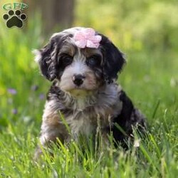 Clover/Cavapoo									Puppy/Female	/8 Weeks, With her soft, curly coat, sparkling eyes, and irresistible charm, she is the perfect blend of playful energy and snuggly affection. She loves being the center of attention—whether she’s prancing through the yard, chasing her favorite toys, or curling up for a quiet cuddle by your side. Her gentle, loving nature and lively personality make her a wonderful companion for families, couples, or anyone looking for a loyal furry friend.