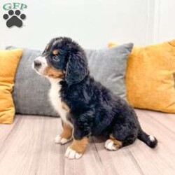 Claire/Bernese Mountain Dog									Puppy/Female	/7 Weeks,Meet Claire! This adorable Bernese Mountain Dog is looking for a forever family! 