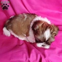 Zoe/Shih Tzu									Puppy/Female	/7 Weeks,Zoe is a very sweet and well socialized puppy. She loves to play with children. Her parents are approximately 8 to10 #. She comes with an AKC registration plus is genetic tested. Please contact us to make sweet  Zoe your very own puppy!