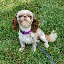Zoe/Shih Tzu									Puppy/Female	/7 Weeks,Zoe is a very sweet and well socialized puppy. She loves to play with children. Her parents are approximately 8 to10 #. She comes with an AKC registration plus is genetic tested. Please contact us to make sweet  Zoe your very own puppy!