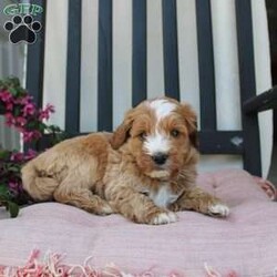Randy/Mini Goldendoodle									Puppy/Male	/7 Weeks,Here comes the most lovable Mini Goldendoodle puppy with soft red curls and a wiggly puppy tail! Each puppy in this litter comes up to date on shots and dewormer and vet checked! The breeder has ensured that each puppy was played with by children and teens to make sure there will be a smooth transition to any home environment. If you are looking to add a hypoallergenic puppy to your home contact the King Family today! 