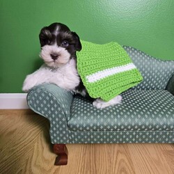 Tonka Tim/Miniature Schnauzer									Puppy/Male	/8 Weeks,All puppy’s come with the following Microchip, vaccines Distemper, Hepatitis, Parvo, Parainfluenza, dewormed at 2,4,6,8 weeks old, Vet checked with certificate, tails docked, dewclaws removed, sample of food, probiotic, treats, puppy kit, sent toy and blanket with siblings and parents sent on them, and a special hand made bag to hold your goodies.   Health Check Policy — Before your schnauzer puppy is ready to be taken home, he or she has undergone an extensive veterinary health check and been vaccinated and dewormed to ensure your puppy is healthy and happy. This Veterinary Health Check is designed to examine all aspects of the puppy’s health including mouth teeth & gums, ears, heart, skin & coat, lungs, hips, & patellas. 30 days of free health insurance with AKC after you regester puppy.