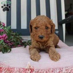 Abigail/Mini Goldendoodle									Puppy/Female	/7 Weeks,Curls, kisses, wiggles, and puppy breath… These Mini Goldendoodles have it all! The mother Angie is a Miniature Goldendoodle and the father Johnny Boy is a Miniature Poodle so this pup would be the perfect fit for an allergy sufferer or family who wants a puppy who won’t shed! Each puppy comes up to date on shots and dewormer and is vet checked. The breeder has ensured that the puppies are well socialized as well! If you would like to learn more about how you can add this cutie pie to your home contact the King Family today! 