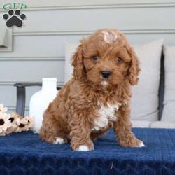 Drake/Cavapoo									Puppy/Male	/8 Weeks,How cute is little Drake? Drake is a F1 Cavapoo who will quickly become your best friend. He has a stunning dark red coloring with the perfect white markings. He is well socialized with my 2 young children and very playful. Duke is vet checked, dewormed, vaccinated, and comes with a one year genetic health guarantee. To meet your new best friend call or text Casondra Lapp, I would love to have you come meet him or one of his siblings. 