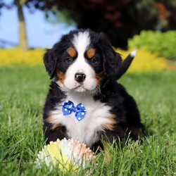 Zeke/Bernese Mountain Dog									Puppy/Male	/7 Weeks,Meet Zeke – a stunning AKC Bernese Mountain Dog with champion bloodlines! He is a true showstopper, proudly sporting the classic tri-colored coat of his breed—rich black, snowy white, and warm rust tones that give him a bold, elegant presence. His soulful eyes and sturdy build reflect both strength and gentleness, while his love for the outdoors makes him the perfect adventure companion. Whether you’re enjoying a peaceful stroll through the park or heading out on a rugged hike, he is always eager to explore and soak in the fresh air and sunshine.
