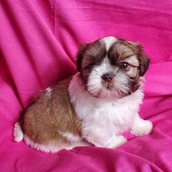 Zoe/Shih Tzu									Puppy/Female	/7 Weeks