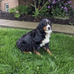 Claire/Bernese Mountain Dog									Puppy/Female	/7 Weeks,Meet Claire! This adorable Bernese Mountain Dog is looking for a forever family! 