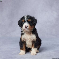 Jake/Mini Bernedoodle									Puppy/Male	/6 Weeks,Meet Jake, a sweet F1 Mini Bernedoodle who’s ready to bring love and laughter into your life! Raised in a warm, caring environment, Jake is used to being around people and other pets, making him friendly and well-socialized. He’s been thoroughly vet checked, is up to date on his vaccines and dewormer, and comes microchipped for your peace of mind. Jake’s parents are AKC registered and genetically health tested, so you can feel confident in his healthy start. He also comes with a health guarantee to ensure your new journey starts off right. Jake has a gentle spirit and a playful heart—he’s ready to become someone’s best friend for life. Delivery options are available, so your perfect pup is just a call away!