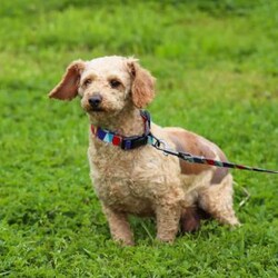 Pearl/Cavapoo									Puppy/Female	/8 Weeks,This sweet Cavapoo, Pearl, is the definition of charm and cuddles, with a cozy, velvety-soft coat that’s perfect for snuggling. With a heart as big as their gentle eyes, this pup is full of affection and loyalty, always eager to be by your side. Whether curled up on the couch or tagging along on adventures, this Cavapoo brings warmth, love, and endless tail wags to every moment.