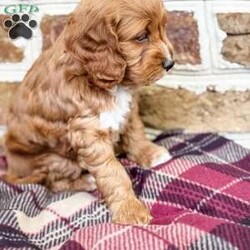 Rory/Cockapoo									Puppy/Female	/6 Weeks,Meet Rory. This beautiful girl has been raised by our family and is very well socialized. She is sweet and playful and also loves to cuddle and give lots of kisses.  Rory will be coming to you with a health certificate from our vet, up to date vaccinations, dewormed, and a 30 day health guarantee. She will also come with a little bag of her favorite food and a blanket with her mom and siblings scent to help her transition to her new home.  Her mom is our family pet and is a 25 lb purebred ACA registered Cocker Spaniel. The dad is an 8 lb purebred ACA registered red toy poodle. Rory will be ready to go to her fur-ever home on May 24.  Call or text Emily to make her a part of your family today!