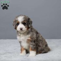 Heather/Mini Bernedoodle									Puppy/Female	/7 Weeks,Meet Heather, a sweet Mini Bernedoodle with a heart full of love! She’s family raised with lots of attention, making her extra friendly and well-socialized. Heather has been vet checked, microchipped, and is up to date on her vaccines and dewormer. She’s playful, cuddly, and ready to become your best friend. Whether you’re looking for a walking buddy or a snuggle partner, Heather is the perfect fit. Don’t miss your chance to bring her home!