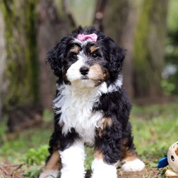 Rosie/Mini Bernedoodle									Puppy/Female	/9 Weeks