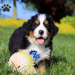 Zeke/Bernese Mountain Dog									Puppy/Male	/7 Weeks,Meet Zeke – a stunning AKC Bernese Mountain Dog with champion bloodlines! He is a true showstopper, proudly sporting the classic tri-colored coat of his breed—rich black, snowy white, and warm rust tones that give him a bold, elegant presence. His soulful eyes and sturdy build reflect both strength and gentleness, while his love for the outdoors makes him the perfect adventure companion. Whether you’re enjoying a peaceful stroll through the park or heading out on a rugged hike, he is always eager to explore and soak in the fresh air and sunshine.