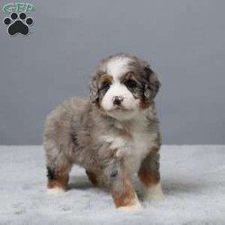 Heather/Mini Bernedoodle									Puppy/Female	/7 Weeks,Meet Heather, a sweet Mini Bernedoodle with a heart full of love! She’s family raised with lots of attention, making her extra friendly and well-socialized. Heather has been vet checked, microchipped, and is up to date on her vaccines and dewormer. She’s playful, cuddly, and ready to become your best friend. Whether you’re looking for a walking buddy or a snuggle partner, Heather is the perfect fit. Don’t miss your chance to bring her home!