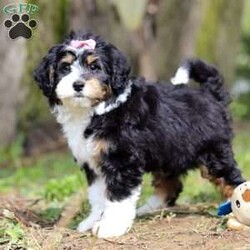 Rosie/Mini Bernedoodle									Puppy/Female	/9 Weeks,Meet this sweet Mini Bernedoodle girl named Rosie, an affectionate and playful companion with a soft, curly coat and gentle eyes that are hard to resist. She’s always down for a playtime session outside or going on a walk! She’s a great fit for families, couples, or anyone looking for a loyal friend to share everyday adventures. With her low-shedding coat, she’s considered hypoallergenic—an ideal choice for those with mild allergies or anyone who prefers less fur around the house.