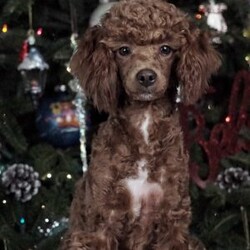 Toby/Toy Poodle									Puppy/Male	/9 Weeks,Very sweet, small breed! Raised indoors. Potty training started. Father of the puppies AKC show dog. 