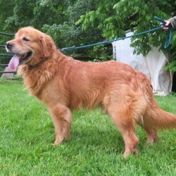 Allie/Golden Retriever									Puppy/Female	/8 Weeks,Meet Allie! This sweet and adorable Golden Retriever is looking for a forever family!