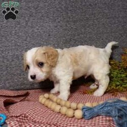 Biscuit/Cavachon									Puppy/Male	/7 Weeks,Hi, im a Cavashon puppy. I am looking forward to meeting you! I am up to date with my immunizations, my wormer medications, and I have a Micro-chip so that I can be easily identified if I ever become lost! 