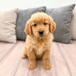 Allie/Golden Retriever									Puppy/Female	/8 Weeks,Meet Allie! This sweet and adorable Golden Retriever is looking for a forever family!