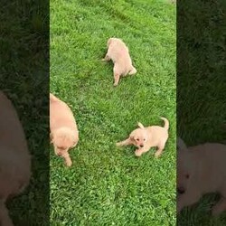 Allie/Golden Retriever									Puppy/Female	/8 Weeks,Meet Allie! This sweet and adorable Golden Retriever is looking for a forever family!