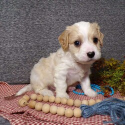 Biscuit/Cavachon									Puppy/Male	/7 Weeks,Hi, im a Cavashon puppy. I am looking forward to meeting you! I am up to date with my immunizations, my wormer medications, and I have a Micro-chip so that I can be easily identified if I ever become lost! 