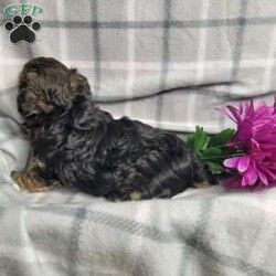 Abby/Yorkie Poo									Puppy/Female	/10 Weeks,Abby is a very cute and friendly puppy,  plus well socialized  with children. She has alot of poodle curl to her coat and would  be considered  hypoallergenic.  Her mom is a poodle and dad is a Yorkie. She is bigger and more laid back than her sister, and will likely be  approx  6 to 8 # s as an adult. Please contact us to make sweet  Abby  your very own puppy!