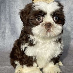 Casey/Shih Tzu									Puppy/Female	/10 Weeks,Hi Meet Casey! This beautiful little shihtzu  will come to you vet checked, shots,wormed and microchipped.  Casey  is looking for he’s forever home contact me for details..