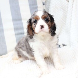 Roxy/Cavalier King Charles Spaniel									Puppy/Female	/April 17th, 2025,Roxy is one of 5 in her litter , her approximate adult weight is 18 to 20 pounds , she is sweet ,and  loves playing with kids . 