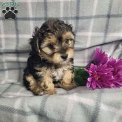 Abby/Yorkie Poo									Puppy/Female	/10 Weeks,Abby is a very cute and friendly puppy,  plus well socialized  with children. She has alot of poodle curl to her coat and would  be considered  hypoallergenic.  Her mom is a poodle and dad is a Yorkie. She is bigger and more laid back than her sister, and will likely be  approx  6 to 8 # s as an adult. Please contact us to make sweet  Abby  your very own puppy!